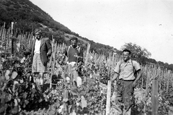 Hrušovskí muži pri práci vo vinici