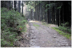 Okolie Rejdovej je charakteristické hlbokými ihličnatými lesmi